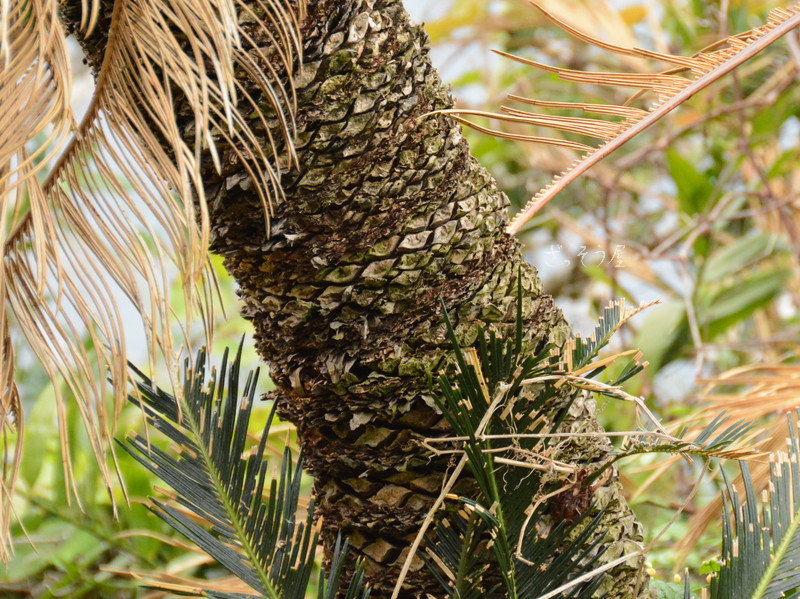 ソテツCycas revoluta – ざっそう屋 – ざっそう屋