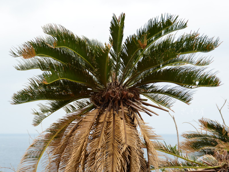 ソテツCycas revoluta – ざっそう屋 – ざっそう屋