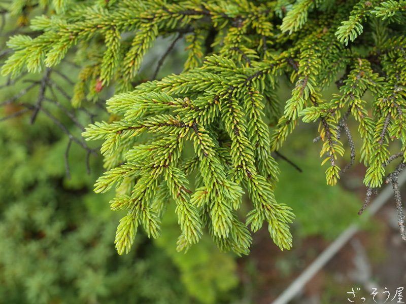 トウヒ属 Picea ざっそう屋
