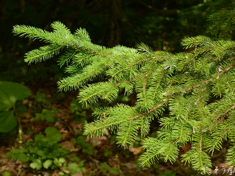 エゾマツ(トウヒ) Picea jezoensis – ざっそう屋