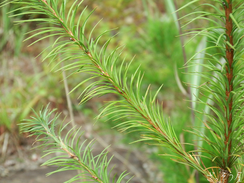 マツ科 Pinaceae ざっそう屋