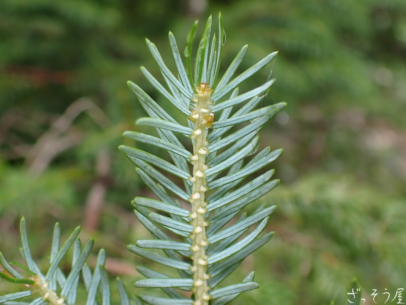 トウヒ属 Picea ざっそう屋