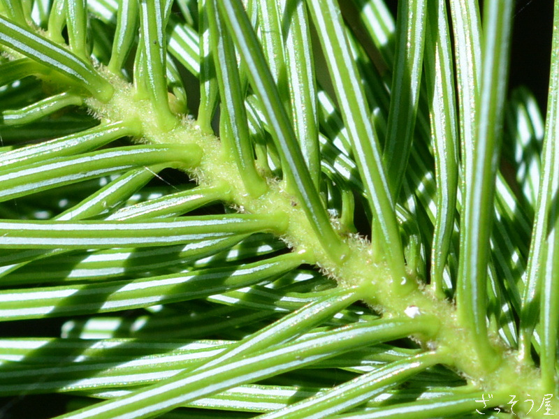 トドマツ Abies Sachalinensis ざっそう屋