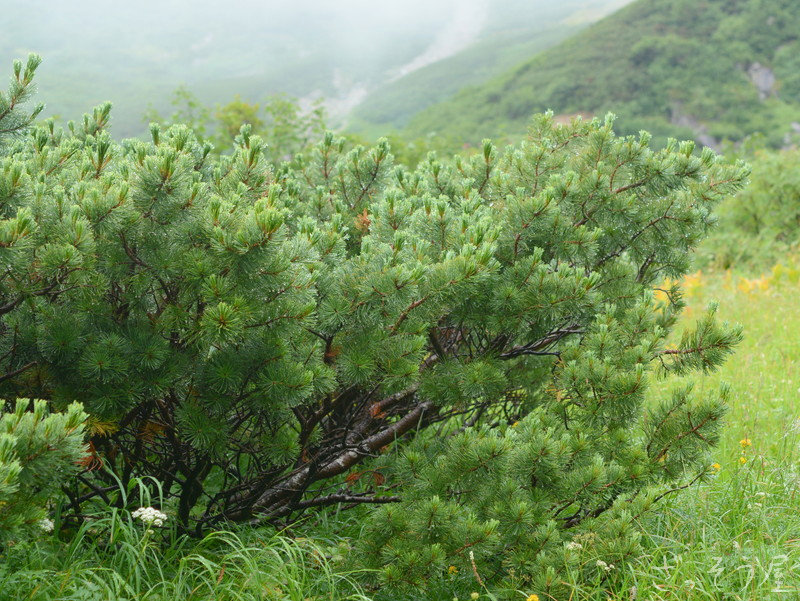 ハイマツ Pinus pumila – ざっそう屋