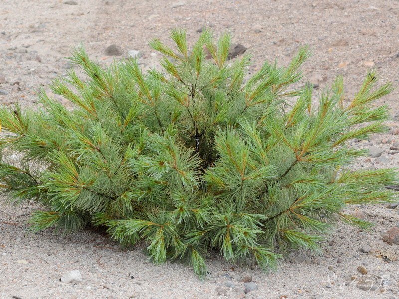 ハイマツ Pinus Pumila ざっそう屋