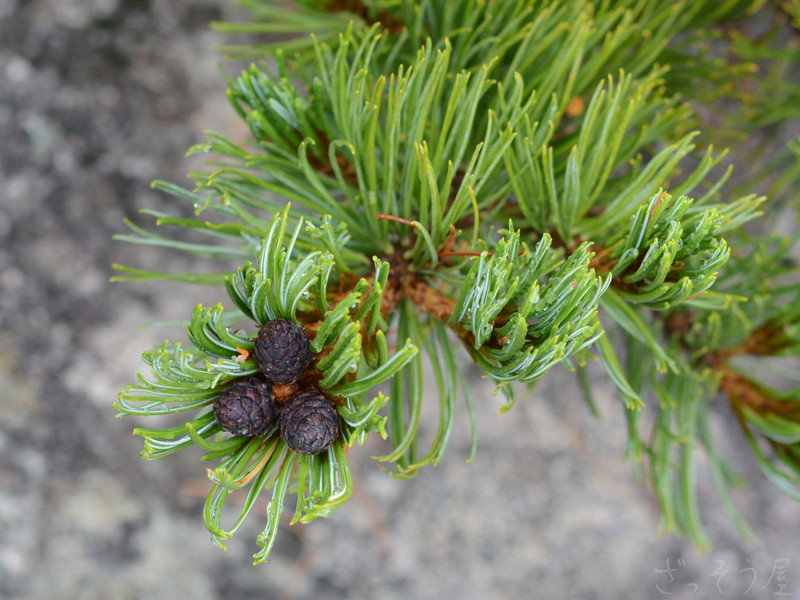 ハイマツ Pinus pumila – ざっそう屋