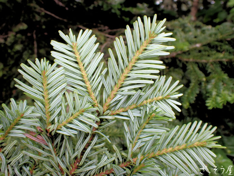 新しく着き 日本の野生植物I 改訂新版 ソテツ科〜コミカンソウ科 - 本