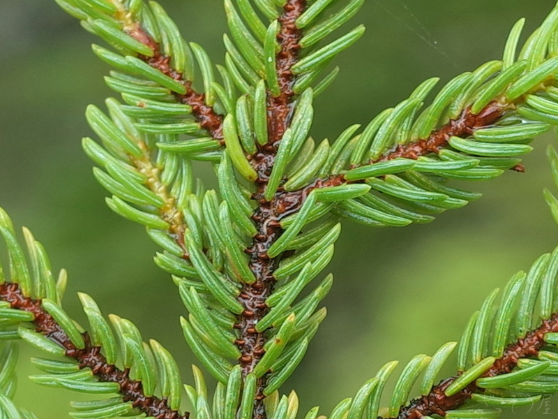 アカエゾマツ Picea Glehnii ざっそう屋