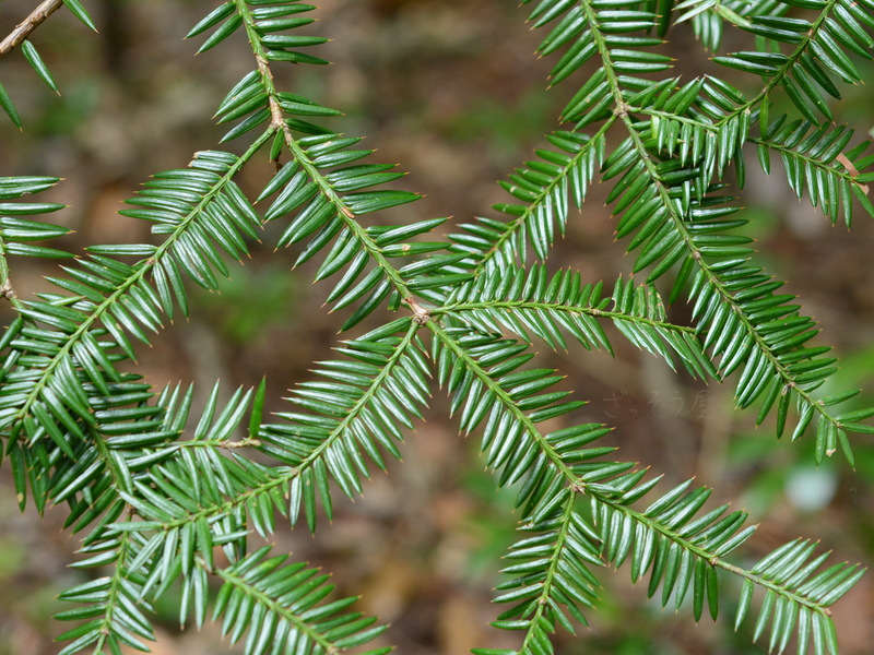 カヤ Torreya nucifera – ざっそう屋