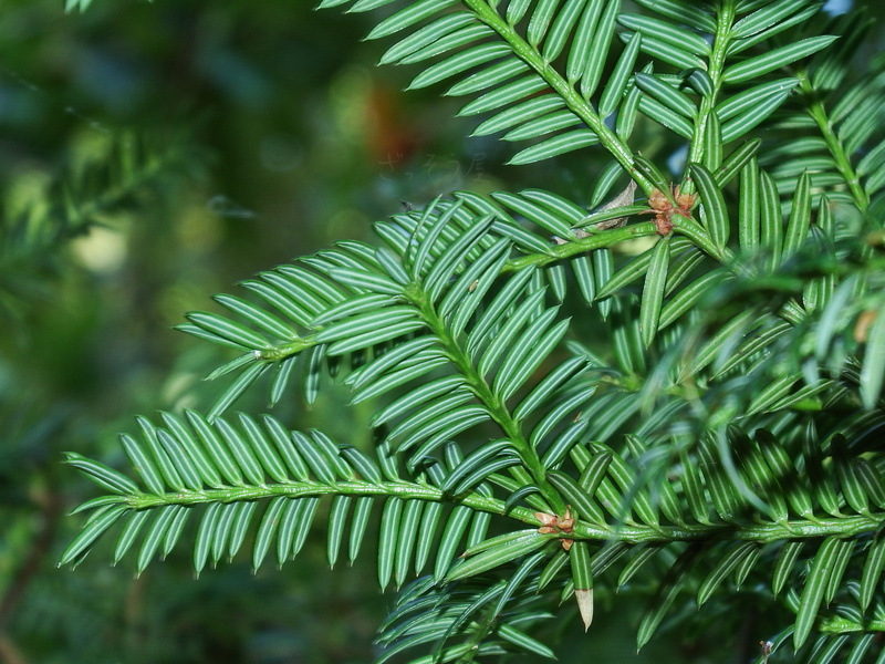 カヤ Torreya nucifera – ざっそう屋