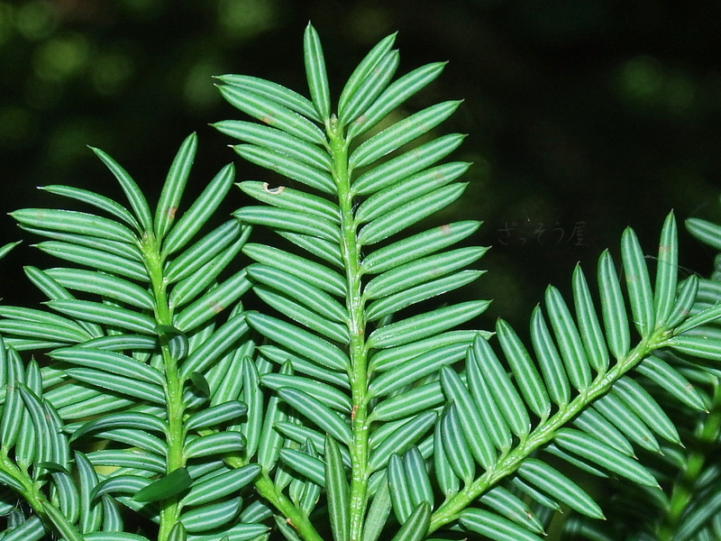 カヤ Torreya nucifera – ざっそう屋