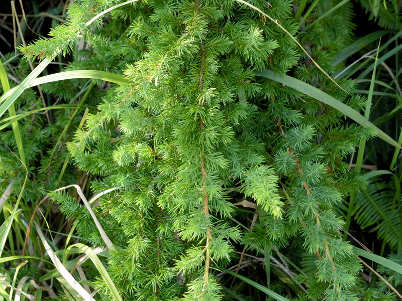 ハイネズ Juniperus conferta – ざっそう屋