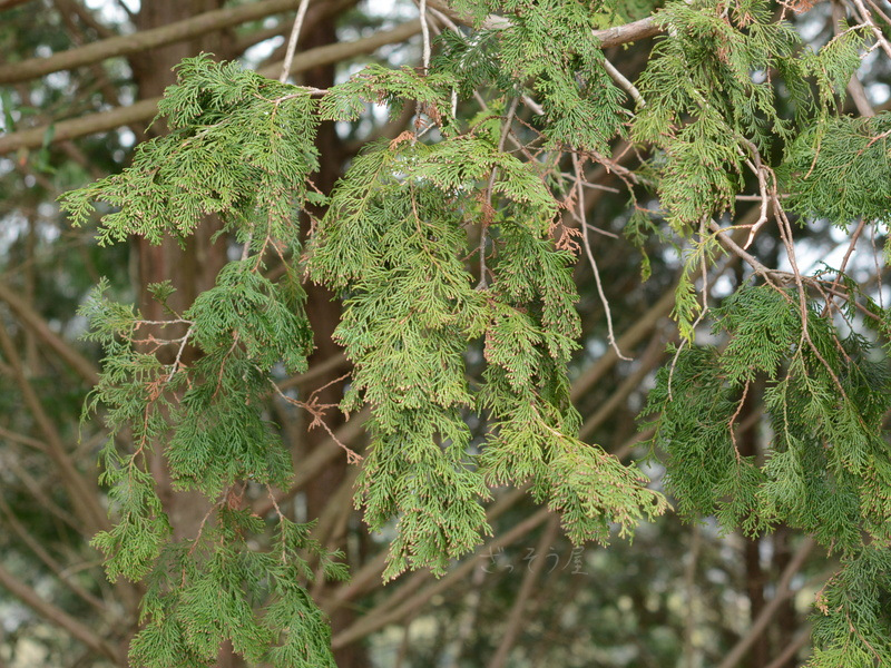 ヒノキ Chamaecyparis Obtusa ざっそう屋