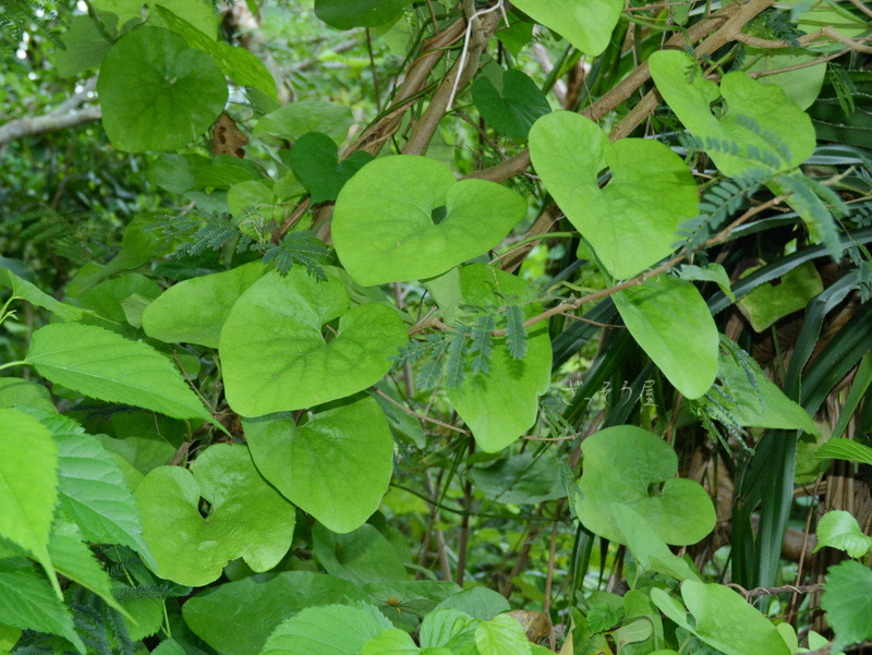 ウマノスズクサ属 Aristolochia ざっそう屋