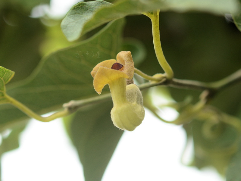 オオバウマノスズクサ Aristolochia Kaempferi ざっそう屋