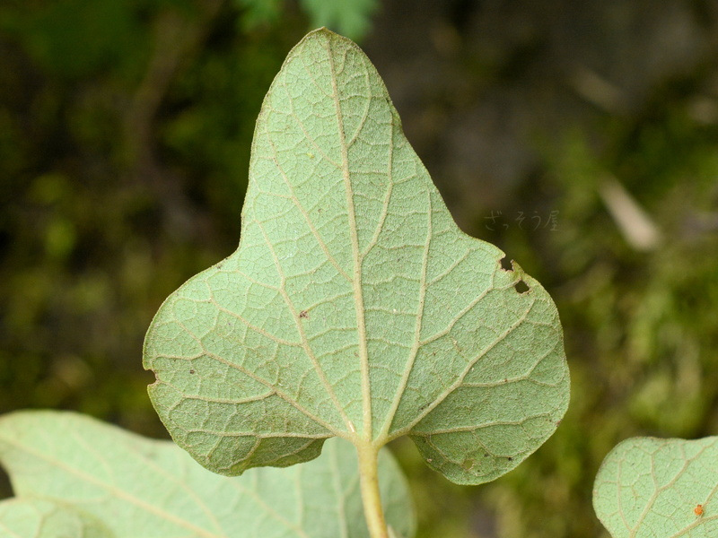 オオバウマノスズクサ Aristolochia Kaempferi ざっそう屋
