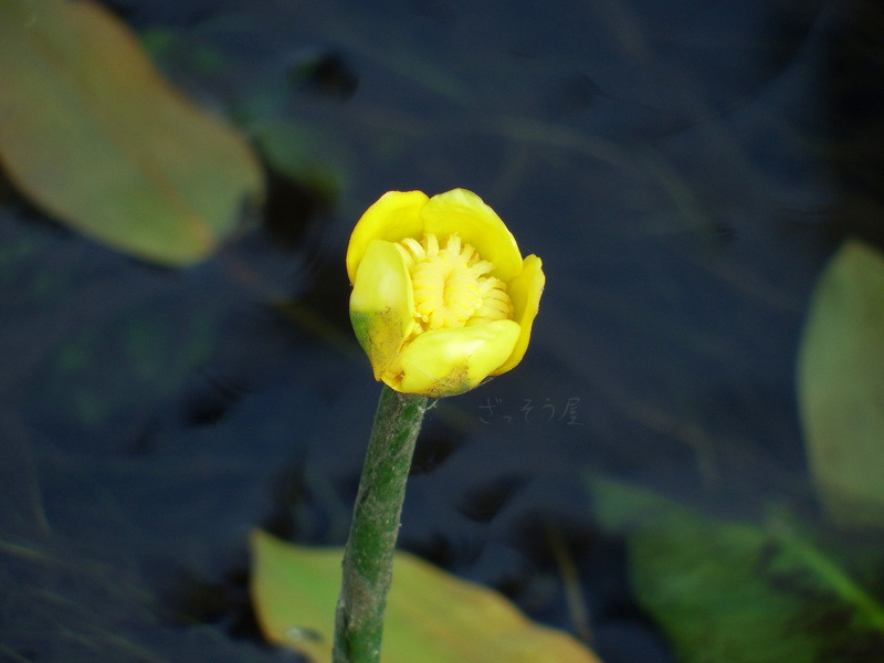 コウホネ Nuphar Japonica ざっそう屋