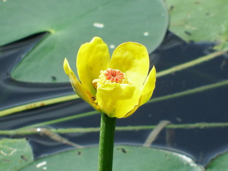 ベニオグラコウホネ Nuphar Oguraensis Var Akiensis ざっそう屋