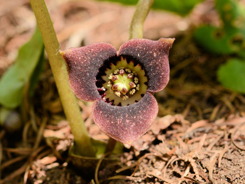 ウスバサイシン Asarum Sieboldii Var Sieboldii ざっそう屋