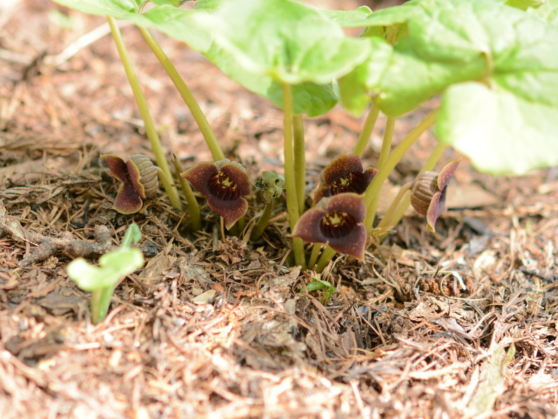ウスバサイシン Asarum Sieboldii Var Sieboldii ざっそう屋
