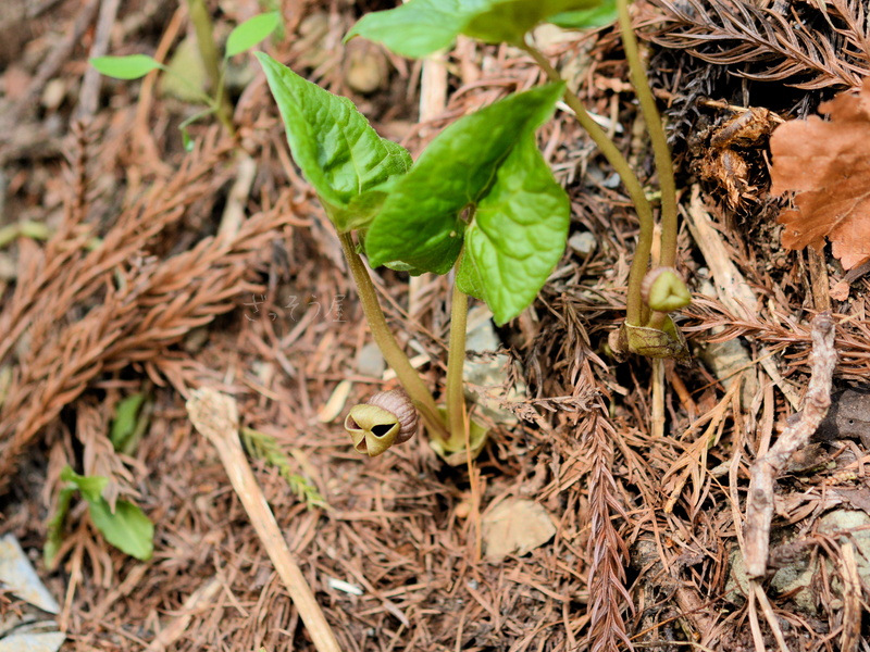 ウスバサイシン Asarum Sieboldii Var Sieboldii ざっそう屋