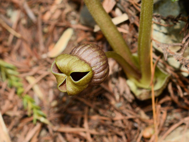ウスバサイシン Asarum Sieboldii Var Sieboldii ざっそう屋