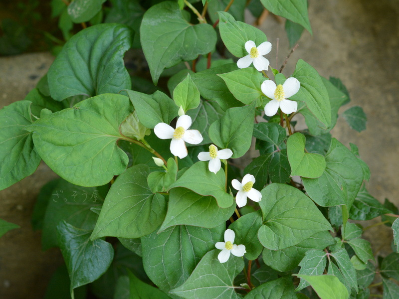 ドクダミ科 Saururaceae ざっそう屋