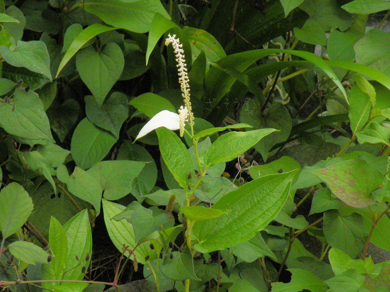 ドクダミ科 Saururaceae ざっそう屋