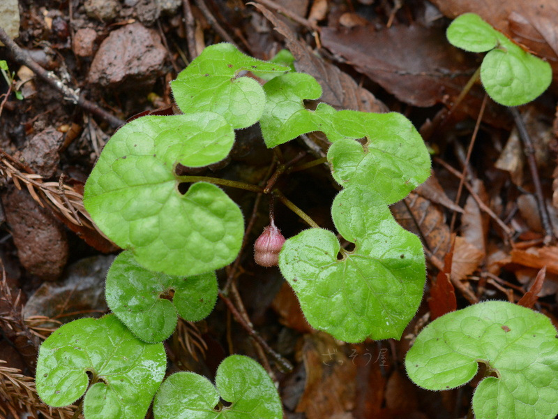 フタバアオイ Asarum Caulescens ざっそう屋