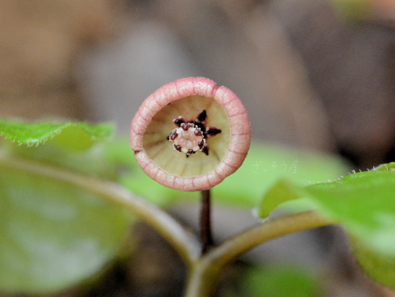フタバアオイ Asarum Caulescens ざっそう屋