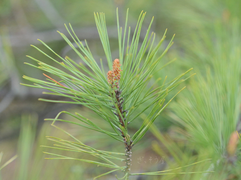 マツ属 Pinus ざっそう屋