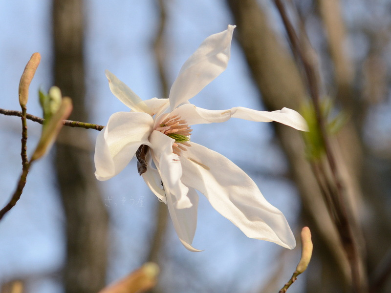 タムシバ Magnolia salicifolia – ざっそう屋