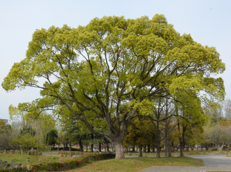 被子植物 Angiosperm – ざっそう屋
