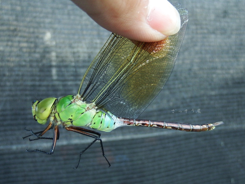 ヤンマ科 Aeshnidae ざっそう屋