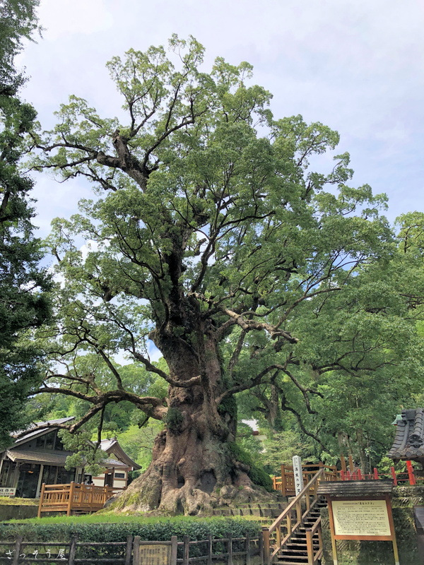 クスノキ Cinnamomum camphora – ざっそう屋