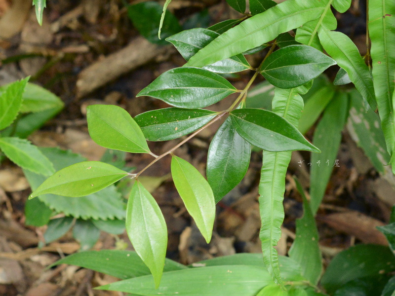 シバニッケイ Cinnamomum doederleinii – ざっそう屋