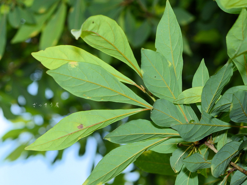 カナクギノキ Lindera erythrocarpa – ざっそう屋