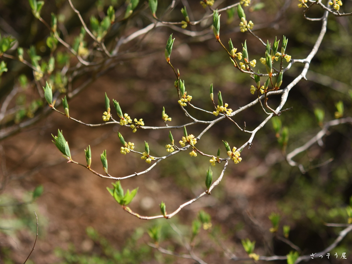 シロモジ Lindera triloba – ざっそう屋