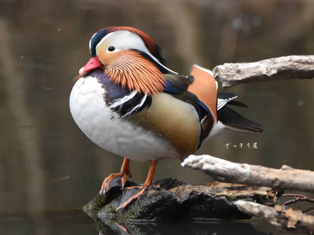 オシドリ Aix galericulata – ざっそう屋