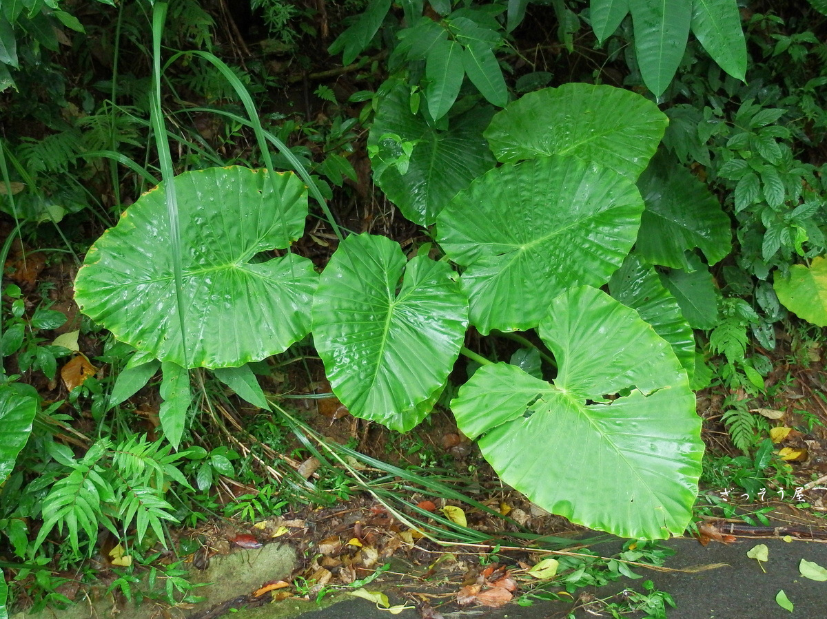 クワズイモ Alocasia odora – ざっそう屋 クワズイモ沖縄産