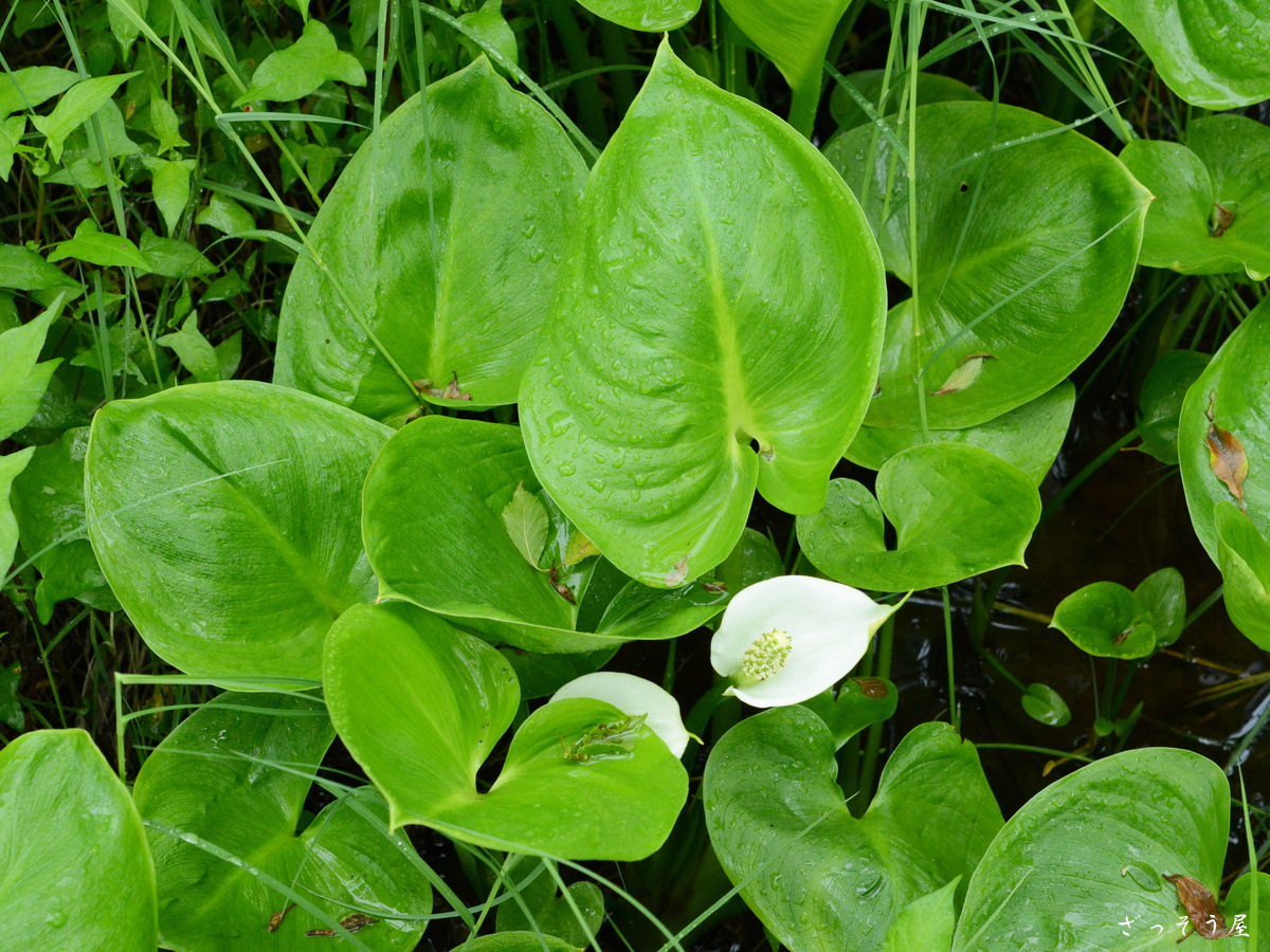 米倉穂花　無修正 