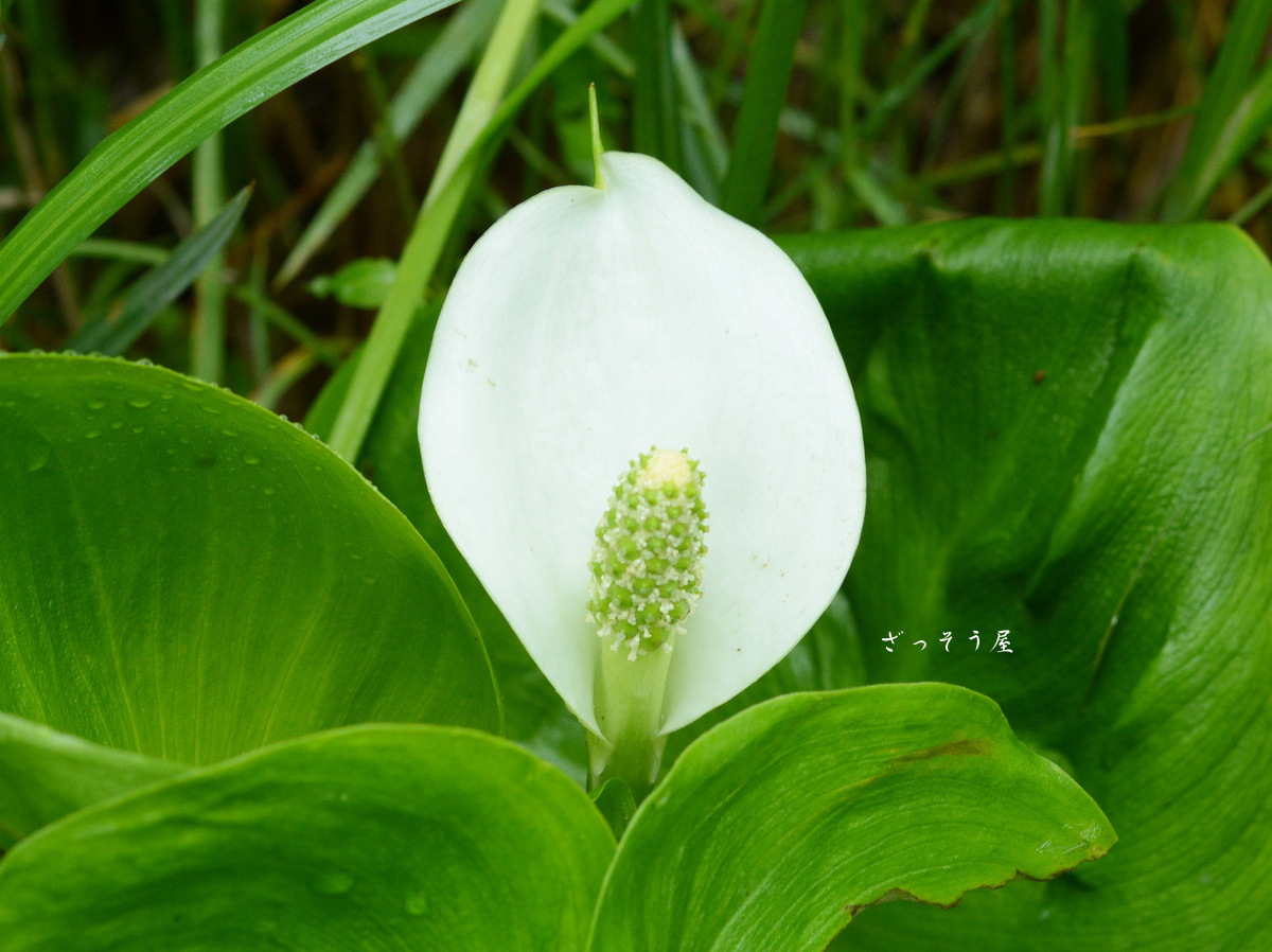 米倉穂花　無修正 米倉涼子】似のAV女優7選、そっくり無修正エロ動画│エロググる