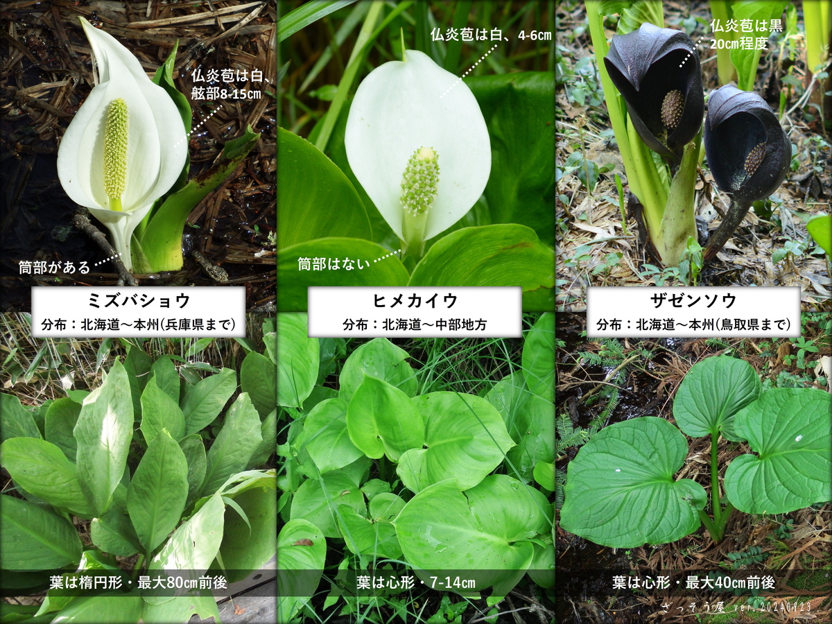 ヒメカイウ Calla palustris – ざっそう屋