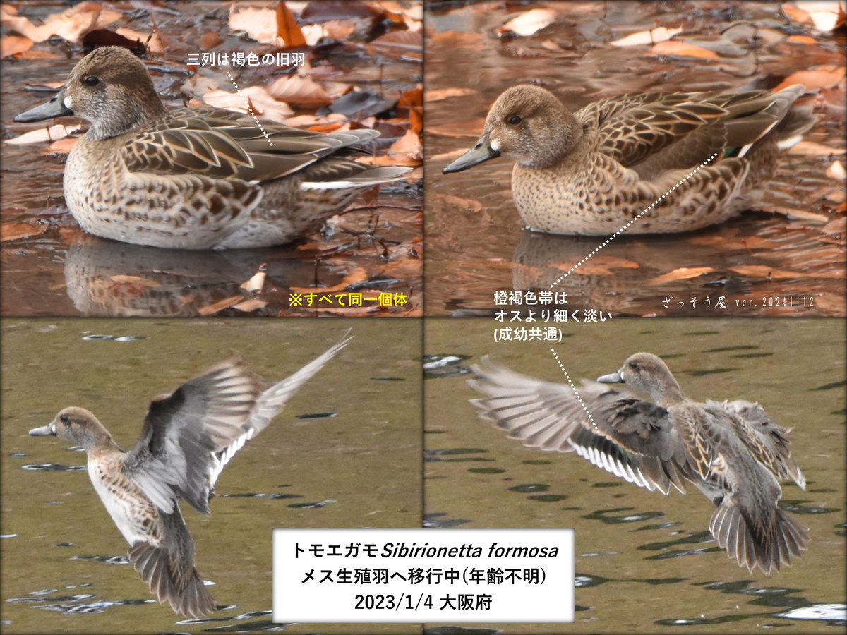 トモエガモ Sibirionetta formosa – ざっそう屋