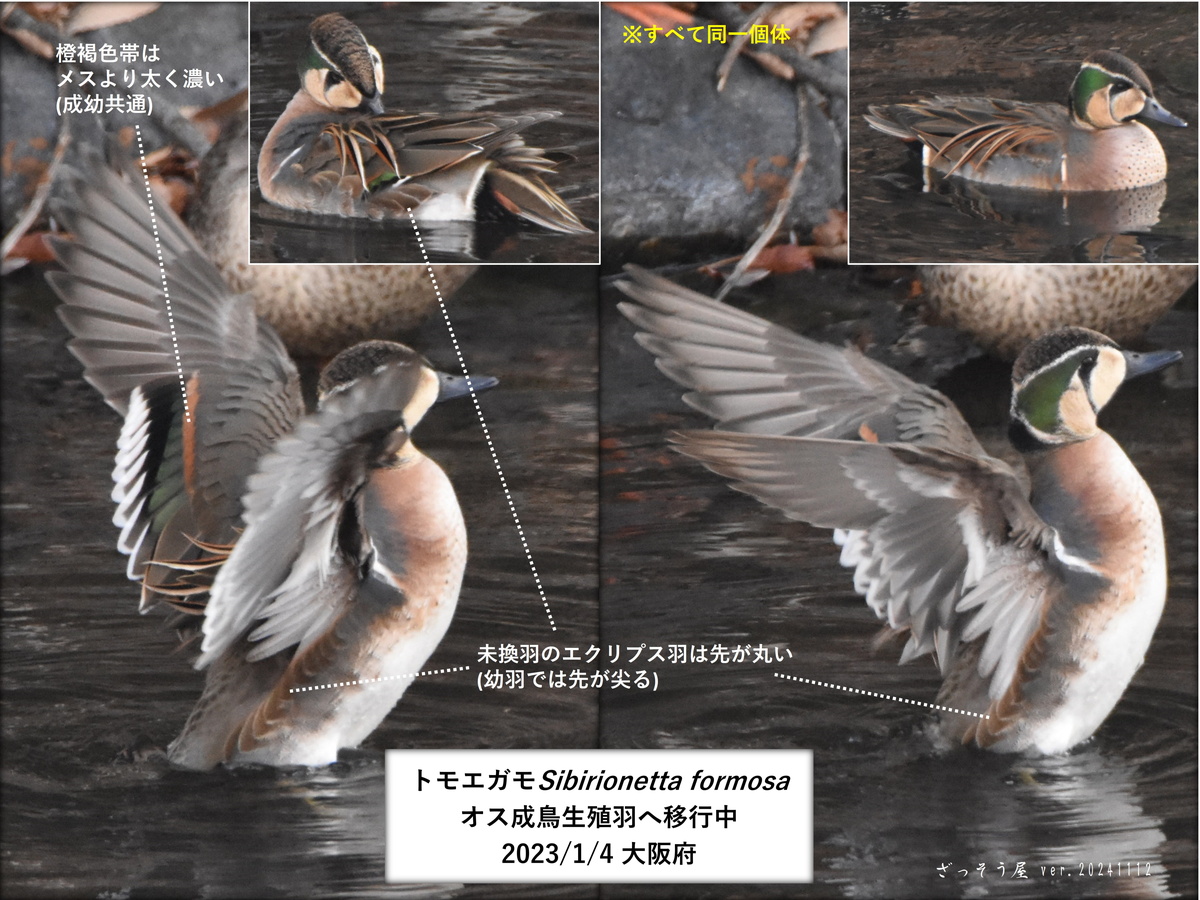 トモエガモ 剥製 カモ トモエガモ #トモエガモ 撮影日 2026 3.22