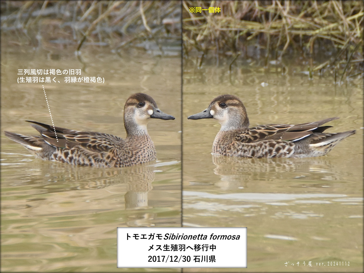 トモエガモ Sibirionetta formosa – ざっそう屋