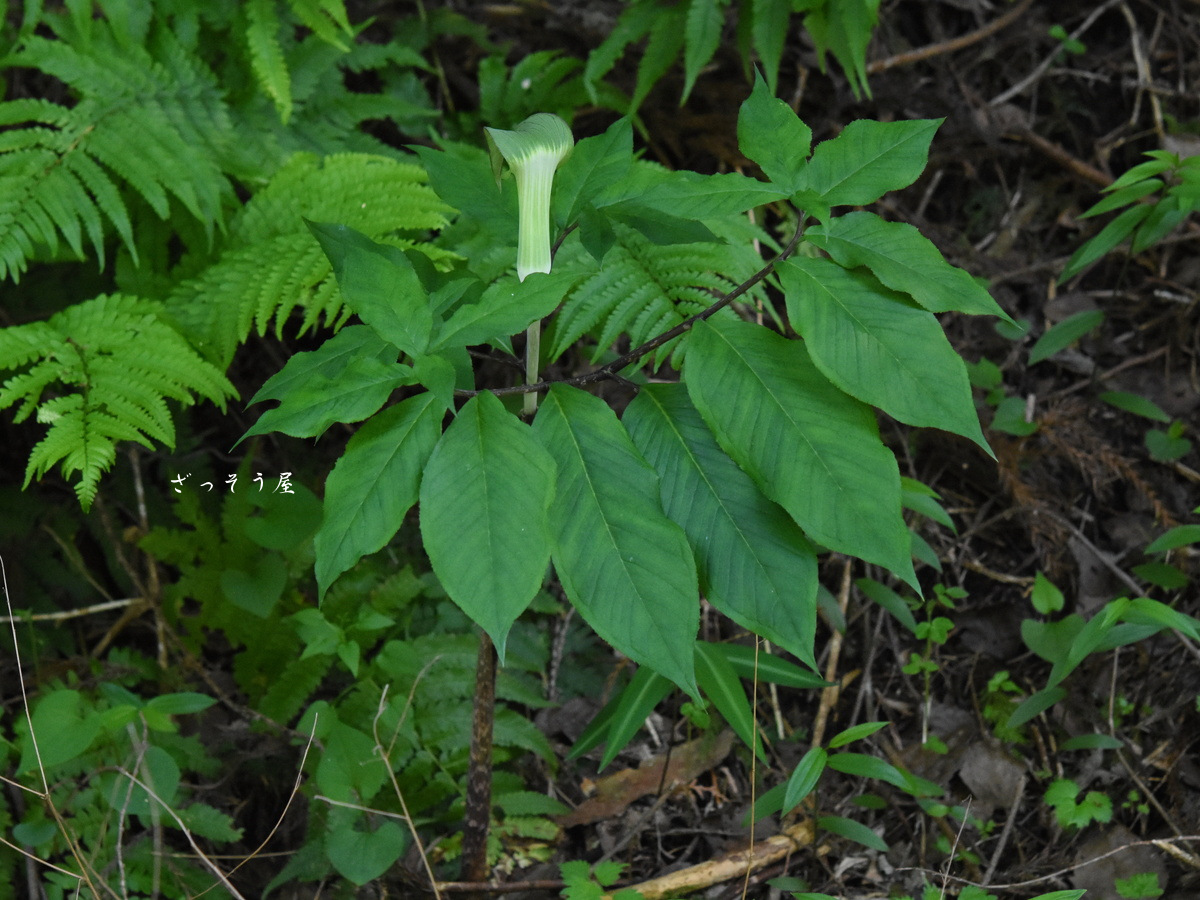 テンナンショウ属 Arisaema – ざっそう屋