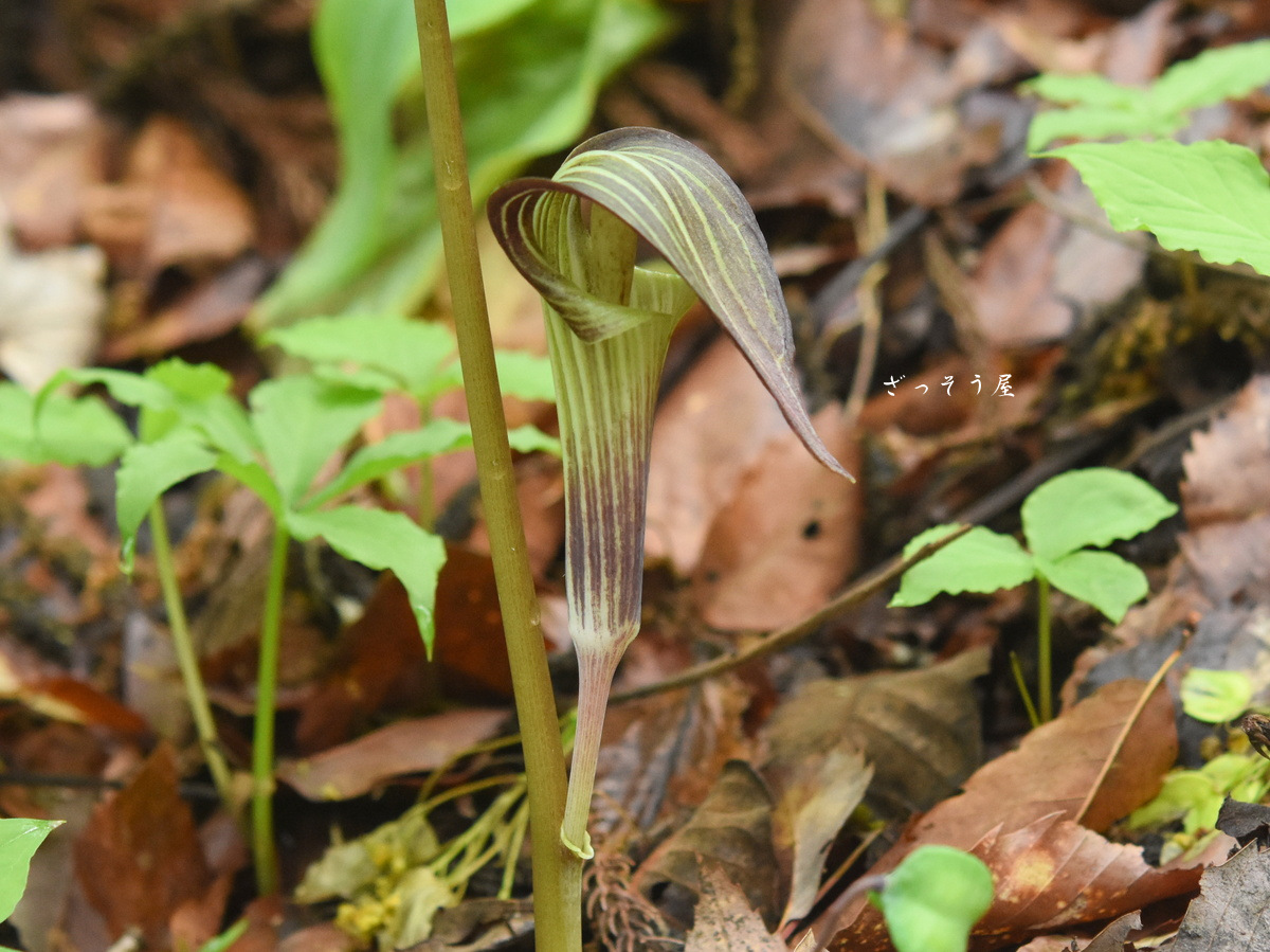 ヒロハテンナンショウ Arisaema ovale – ざっそう屋