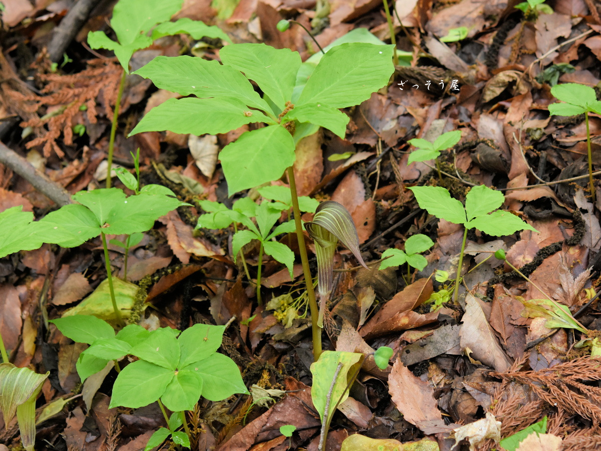 ヒロハテンナンショウ Arisaema ovale – ざっそう屋