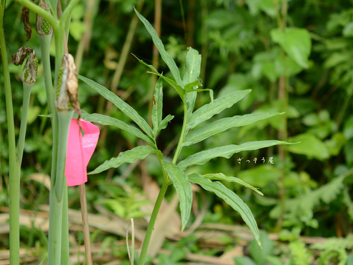 テンナンショウ属 Arisaema – ざっそう屋